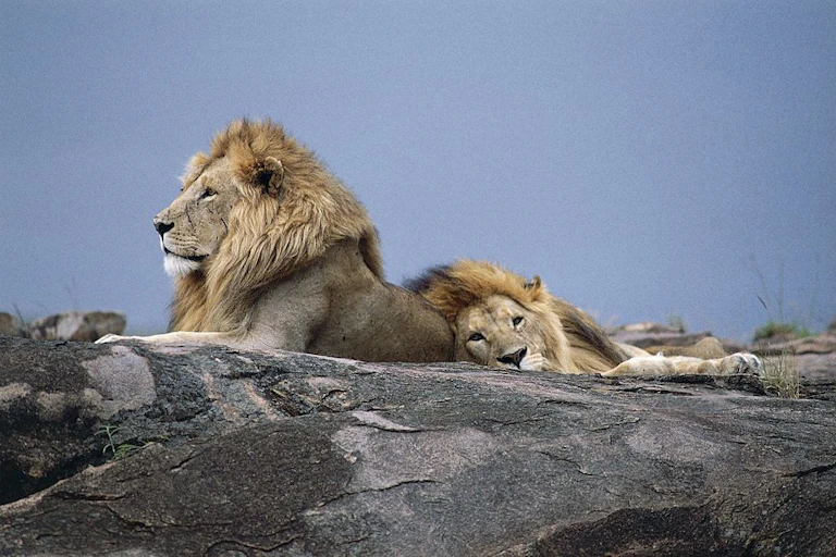 Two male lions