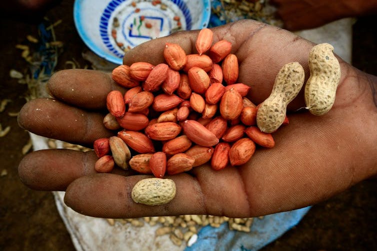 A farmer displays a handful of peanuts.
