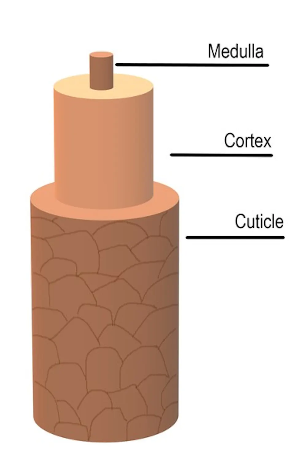 Why Does Your Hair Curl In The Summer A Chemist Explains The Science why-does-your-hair-curl-in-the-summer-a-chemist-explains-the-science