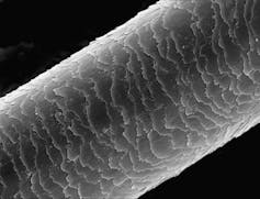 A microscope image of a hair cuticle, which looks like a long, fraying cylinder.