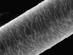 Imagen al microscopio de la cutícula del pelo, que parece un cilindro largo y deshilachado.