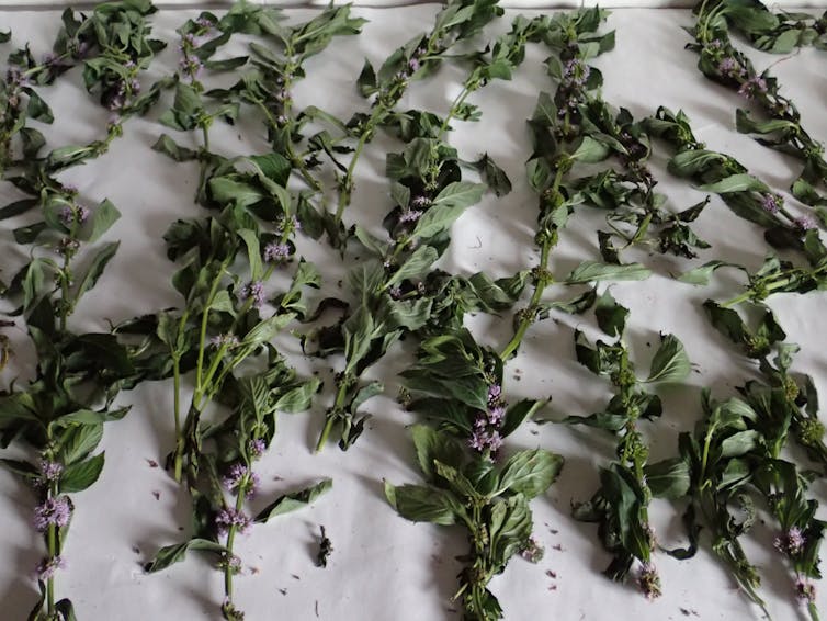 rows of leaves drying on a flat surface