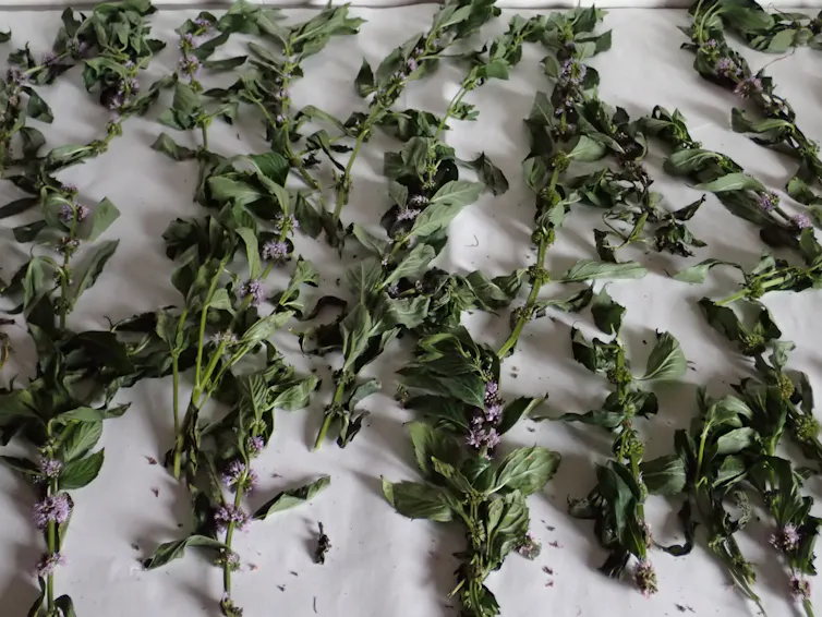 rows of leaves drying on a flat surface