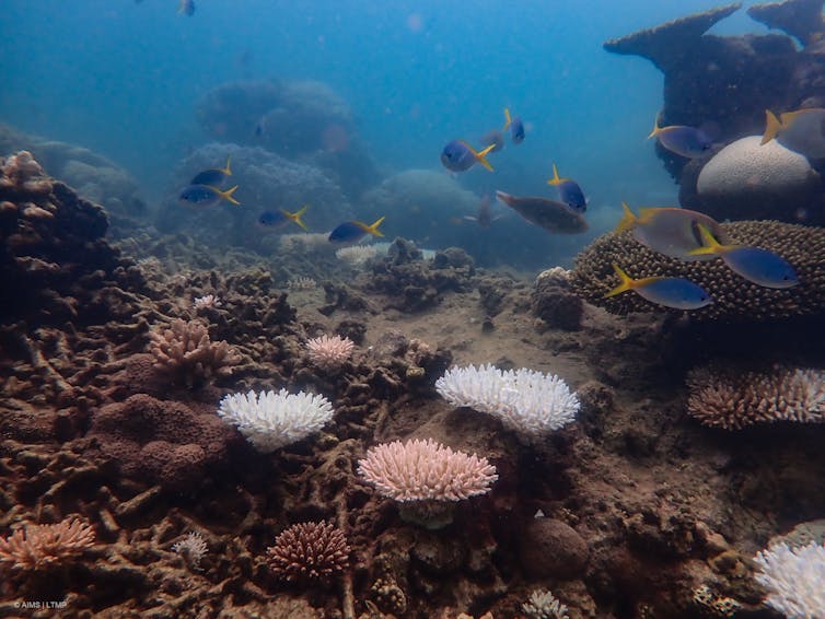 Bleached corals on the central Great Barrier Reef during the summer of 2022