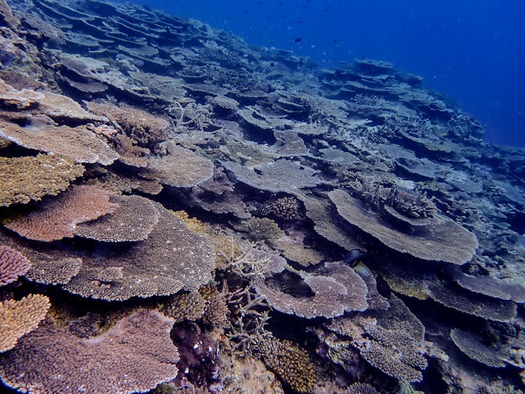 High cover of Acropora corals on the southern GBR.
