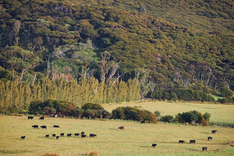 Dairy cattle beneath manuka forest Great Barrier Island in Auckland's Hauraki Gulf