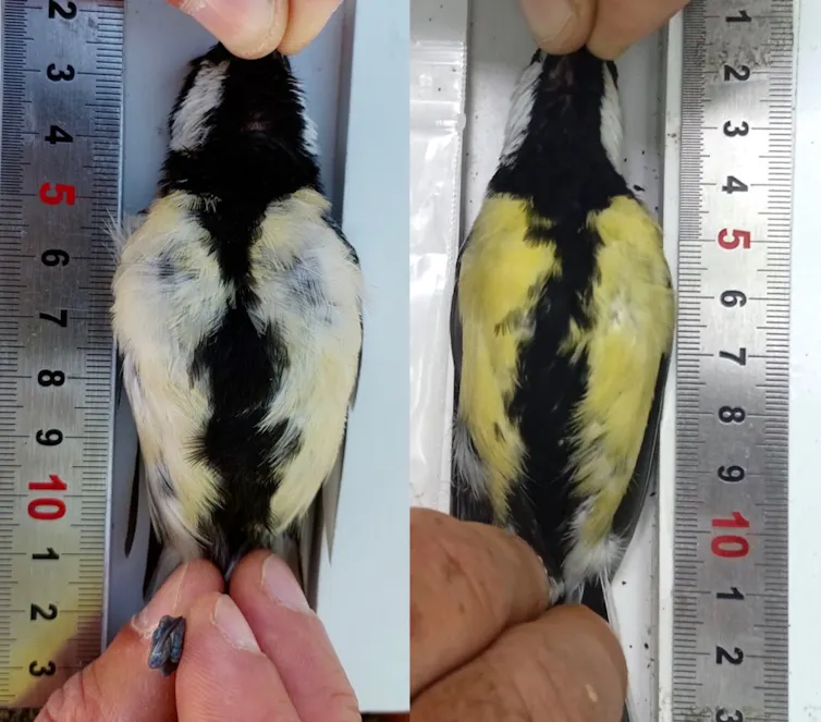 Dos carboneros, uno de amarillo más claro y otro más oscuro.