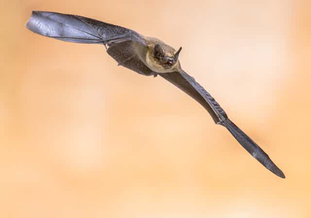 A flying common pipistrelle.