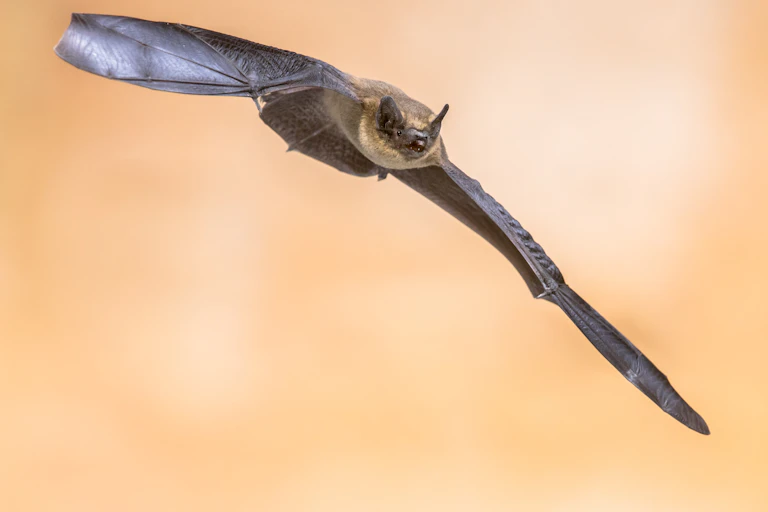 A flying common pipistrelle.