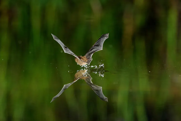 A common pipistrelle drinking from a water surface.