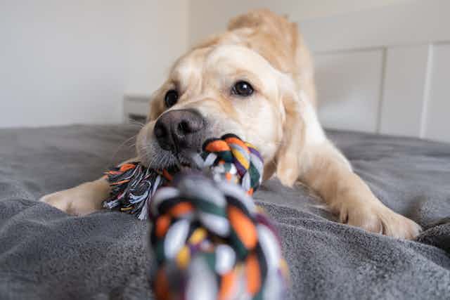 golden retriever with a coloured rope toy in his teeth.