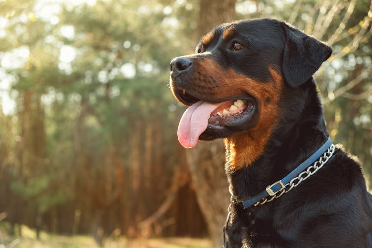 Rottweiler in coniferous forest close-up on a sunny day