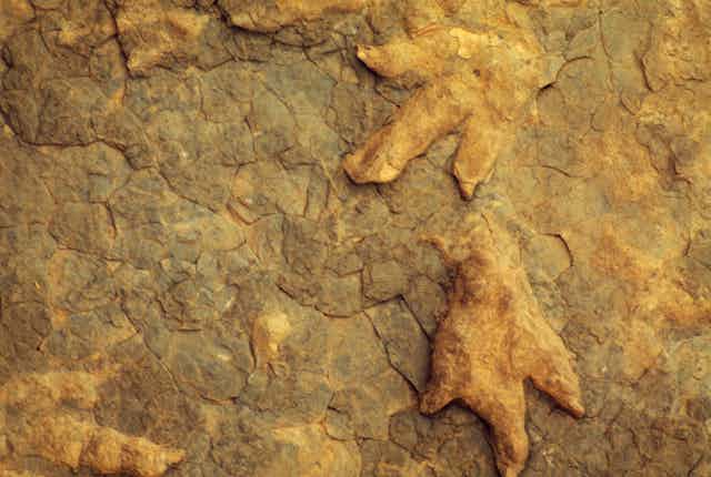 Dinosaur footprints near Leribe, Lesotho. 