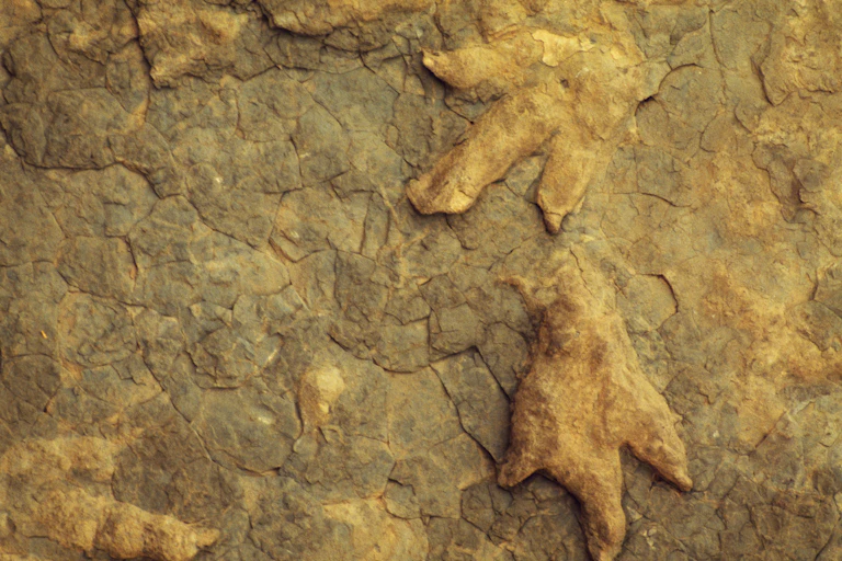 Dinosaur footprints near Leribe, Lesotho.