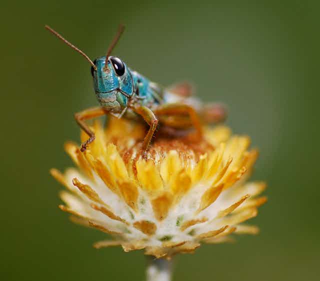 A blue grasshopper on a yellow flower