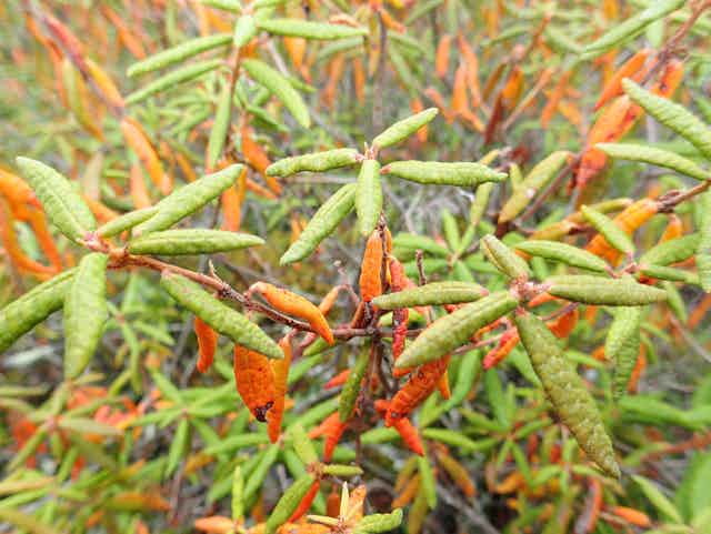 Labrador Tea plant with green and orange leathery leaves