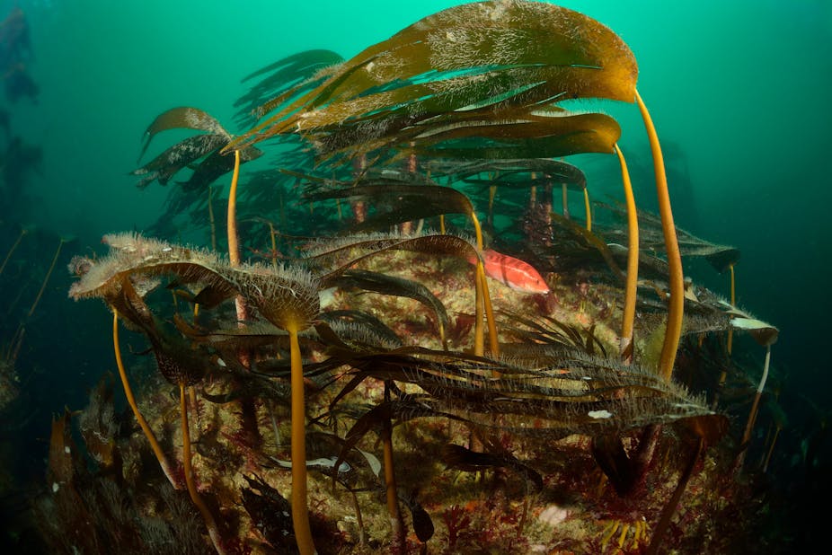 Forêt sous-marine constituée par des algues laminaires en Bretagne