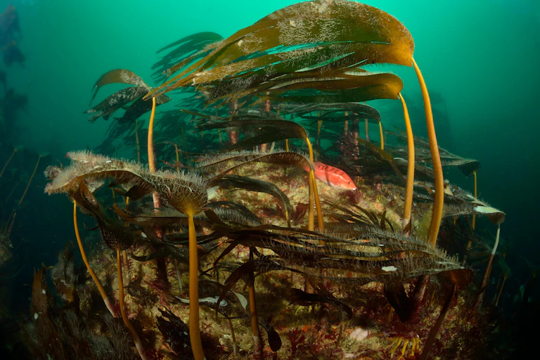 Forêt sous-marine constituée par des algues laminaires en Bretagne
