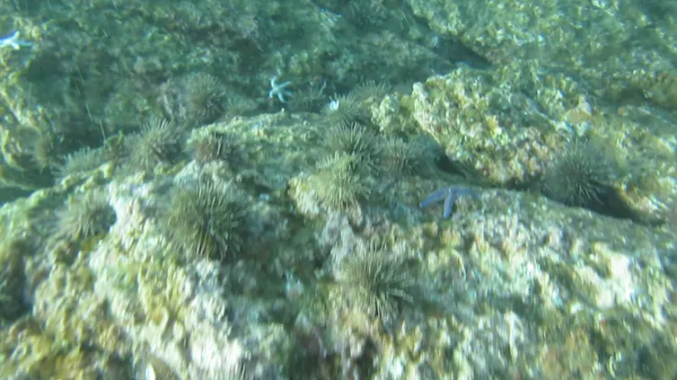 En broutant les algues qui constituent les forêts sous-marines, l’espèce _Psammechinus miliaris_ a désertifié de nombreux récifs du Mor Braz dans le Morbihan