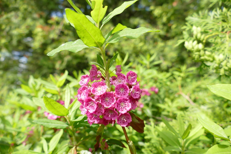 Kalmia à feuilles étroites
