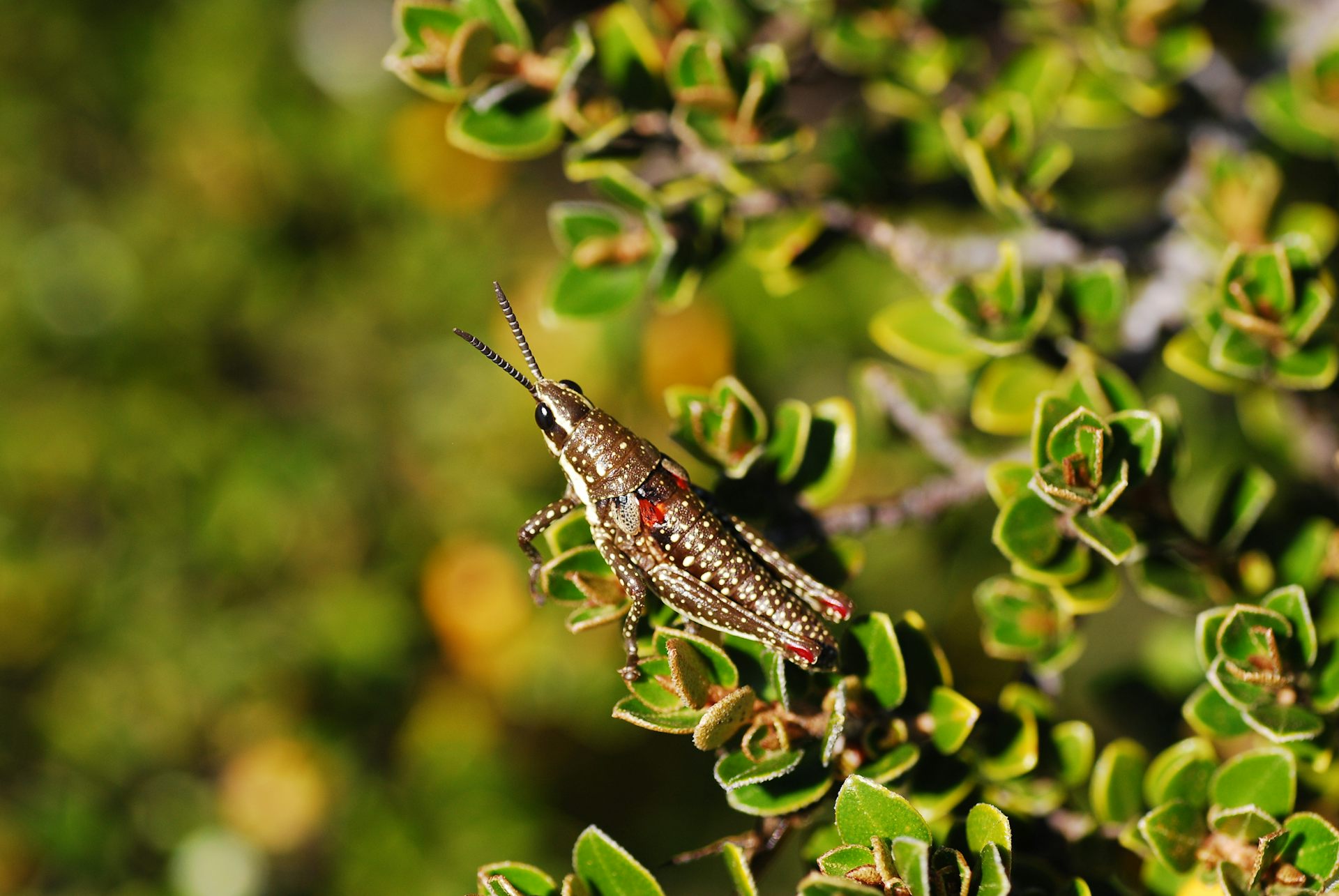 grasshopper on a bush