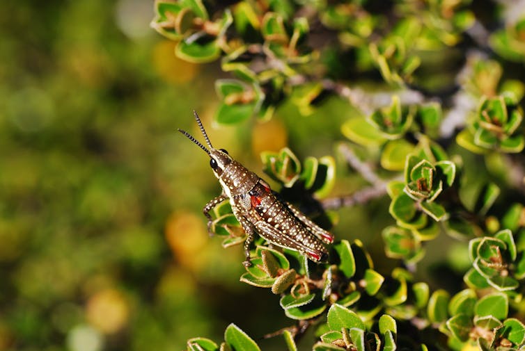 grasshopper on a bush