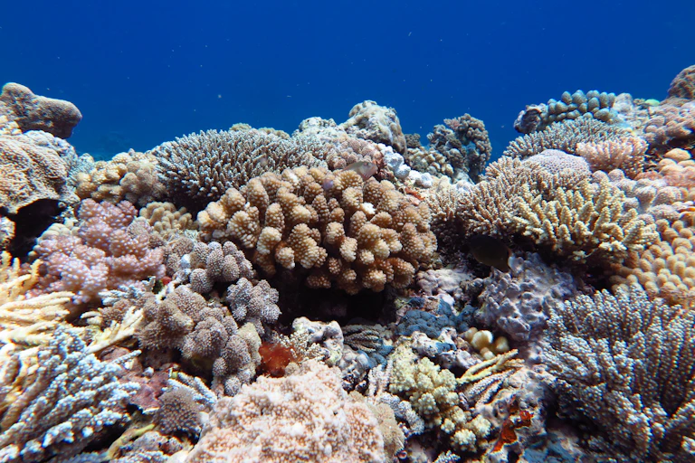 coral barrier reef