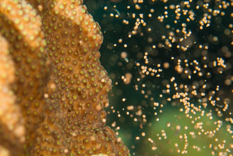 coral spawning