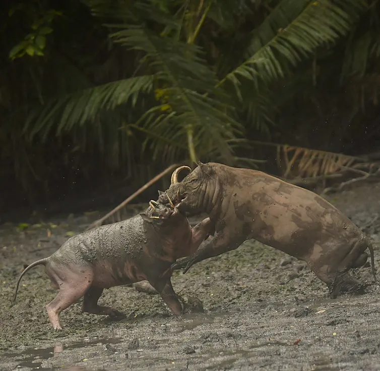 Babirusa, salah satu spesies endemik kawasan Wallacea.