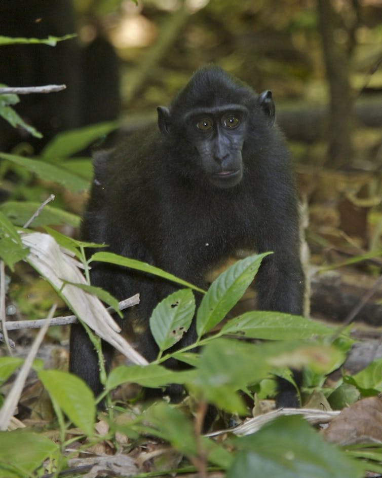 Black Crested Macaque in Tangkoko - Dua Saudara National Park,