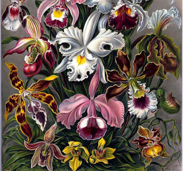 Dibujo de diferentes y coloridas orquídeas.