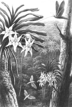 Dibujo en blanco y negro de una polilla fertilizando una orquídea en un bosque.