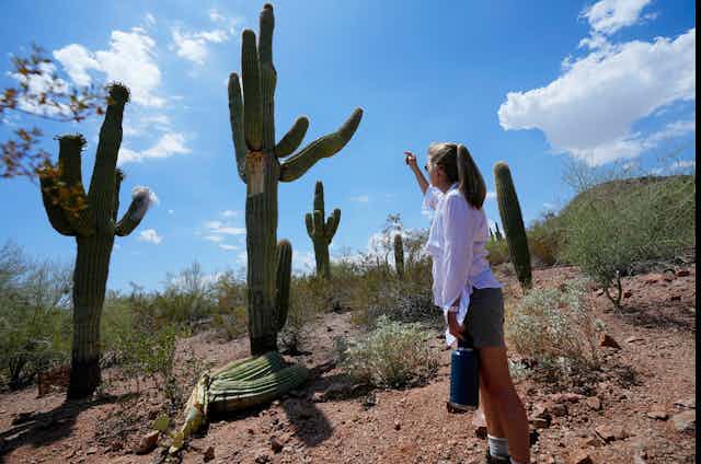 A woman looks at a damaged cactus in a heat wave.