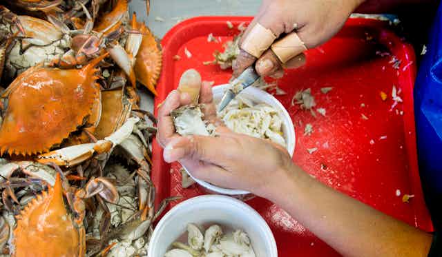 A woman uses her bandaged fingers to hold a knife she uses to to remove the meat from hard-shelled crabs. 