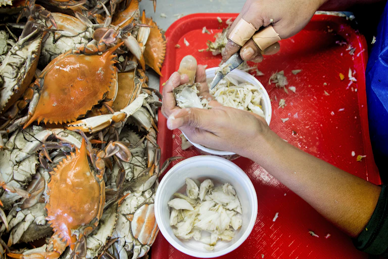 A woman uses her bandaged fingers to hold a knife she uses to to remove the meat from hard-shelled crabs.