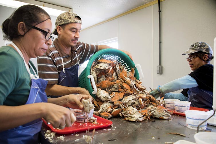 A man dumps out a basket full of crabs onto a table where two women are standing with small carving knives.