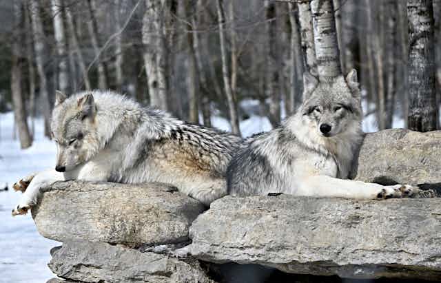 A pair of wolves sit on a rock against a snowy backdrop.