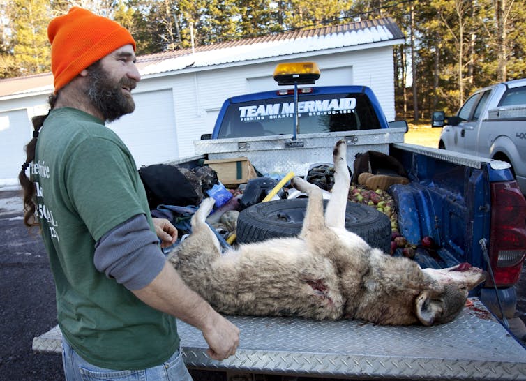 A man in a toque stands next to a recently killed wolf.