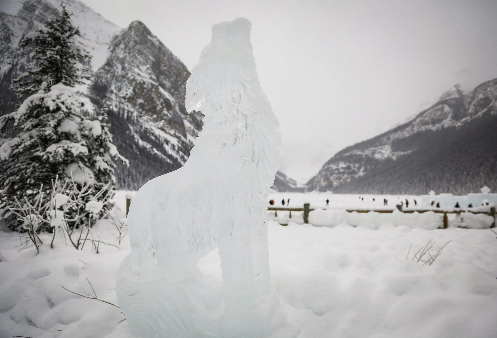 An ice sculpture of a wolf pictured in front of Lake Louise, Alta.