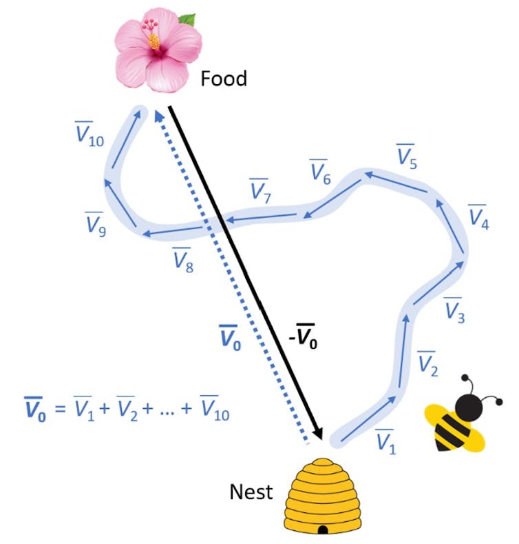 Un gráfico que muestra el vuelo en zig-zag de una abeja y la ruta directa a casa.