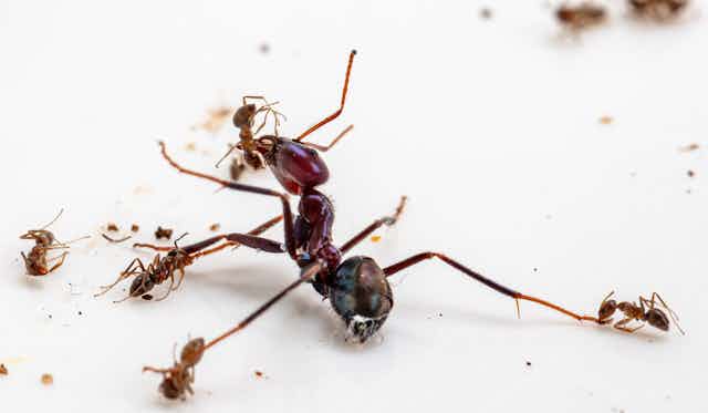A large red ant in battle with a bunch of smaller brown ones