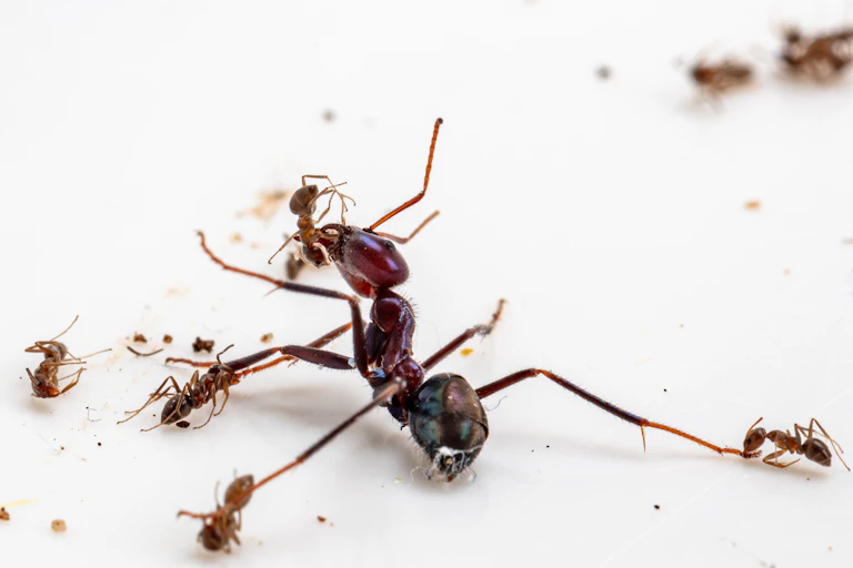 A large red ant in battle with a bunch of smaller brown ones