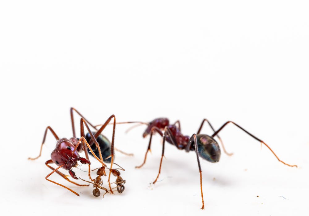 A battlefield for ants? New study on ant warfare shows we could ...