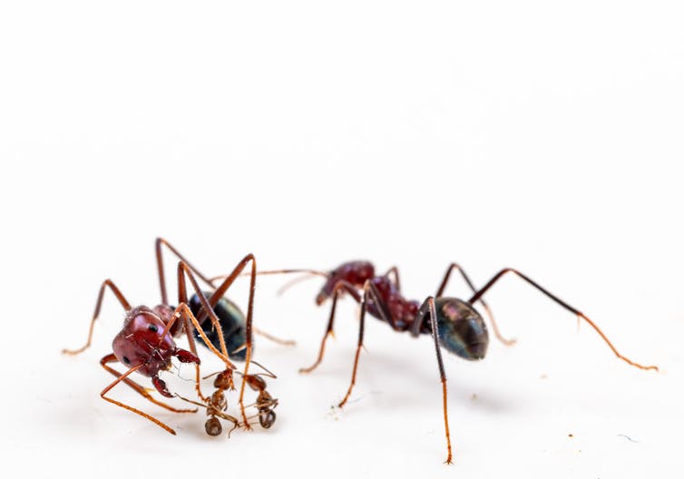 A large ant is being attacked by two smaller ants, while another large ant stands to the side