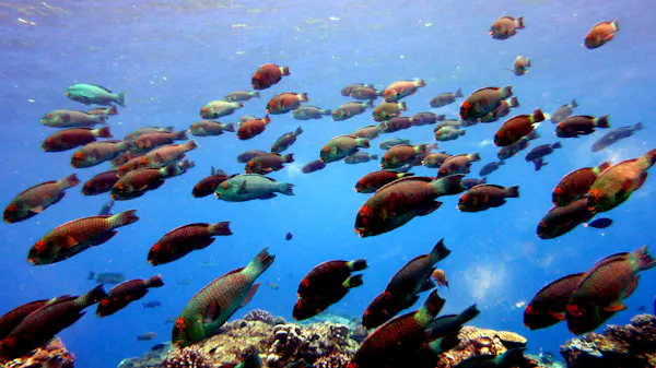 A marine ecologist explains the complex roles fish play in their ...