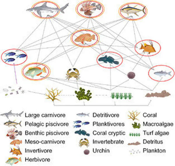 Red trófica conceptual de un ecosistema de arrecifes de coral identificando grupos funcionales clave.