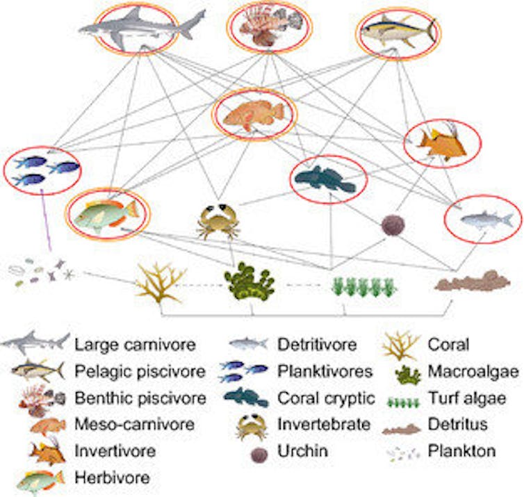 Red trófica conceptual de un ecosistema de arrecifes de coral identificando grupos funcionales clave.