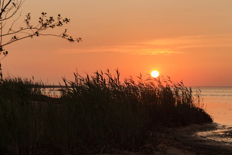 A coastal sunset with some reeds and a tree.