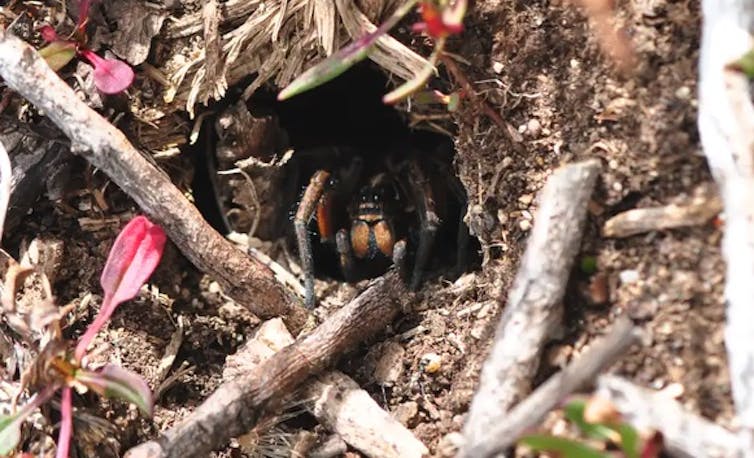 A spider from the Australian Alps looking out from her hole.