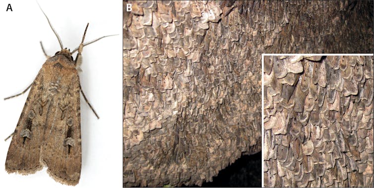 an individual bogong moth, left, and a mass of moths on a cave wall, right